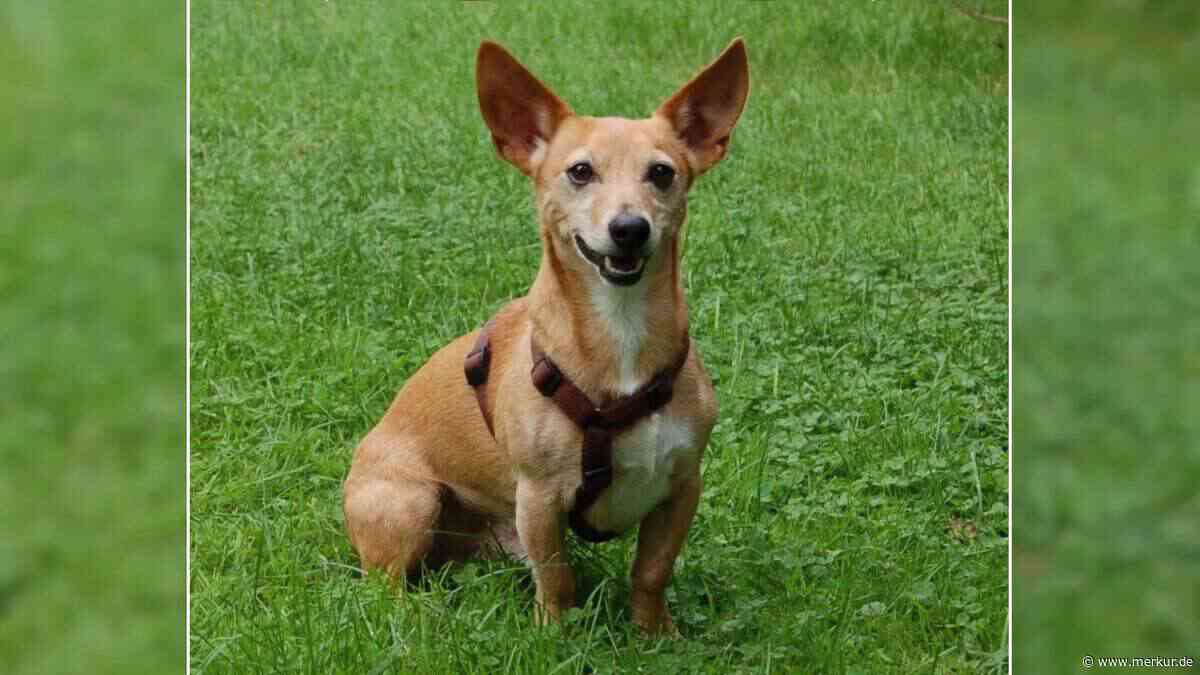 „Ganz zauberhafter Bub“: Hund landet im Tierheim und sucht neues Zuhause