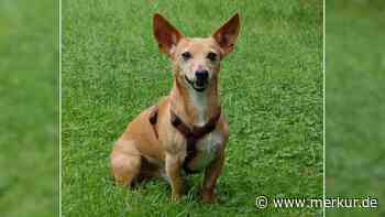 „Ganz zauberhafter Bub“: Hund landet im Tierheim und sucht neues Zuhause