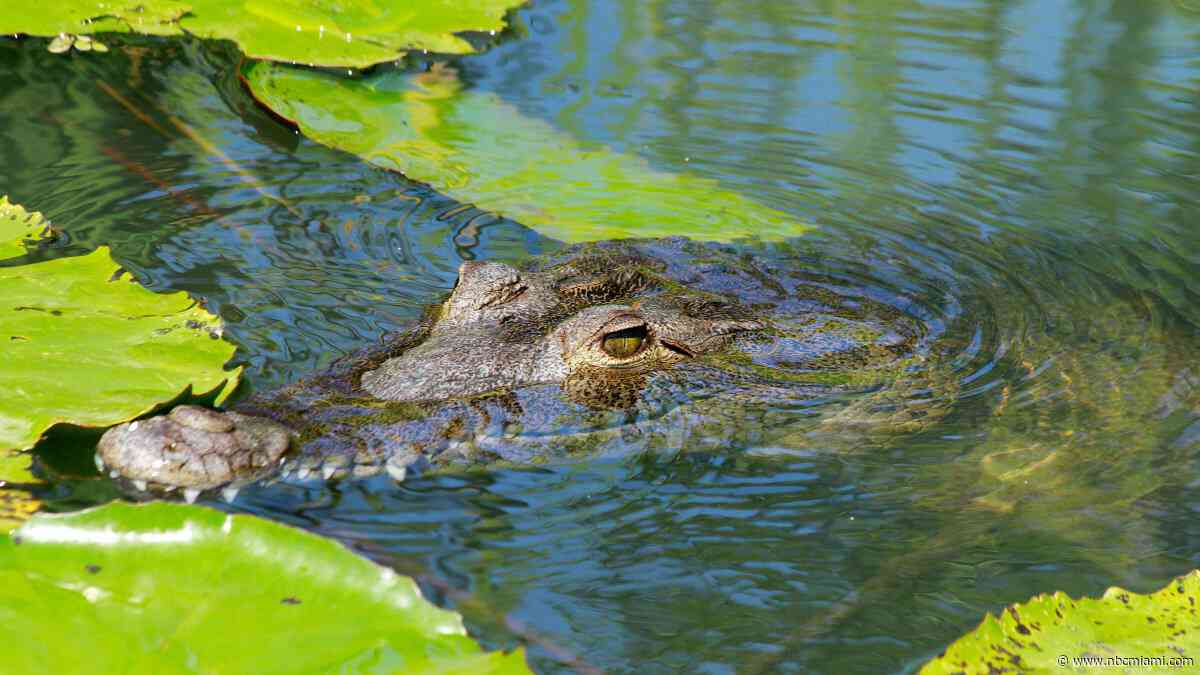 Crocodile dies of apparent lead poisoning in Florida's first-known case, FWC says