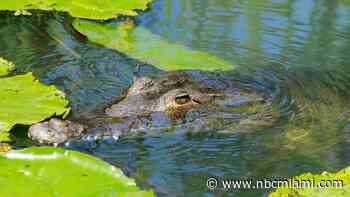 Crocodile dies of apparent lead poisoning in Florida's first-known case, FWC says