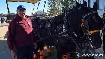 Former NHL player happy that horse-drawn vehicles set to be legal in Saskatoon