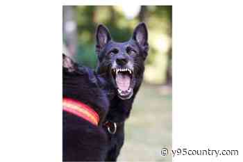 Dog Attacks Process Server, Prompting Safety Reminder