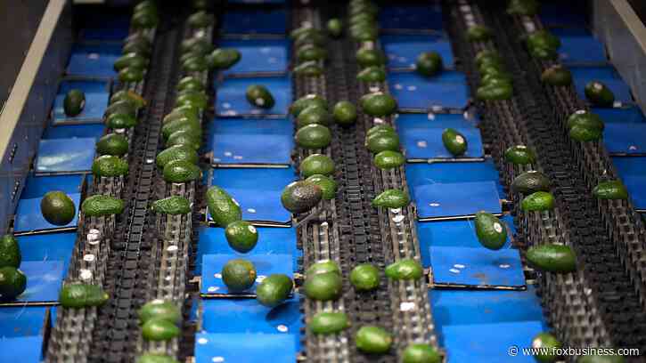 California Republicans warn cartel-linked avocado imports threaten US growers