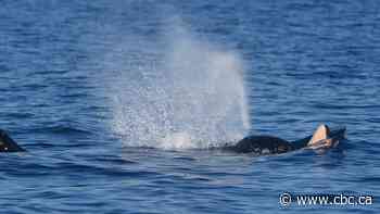 Dead orca calf spotted off Vancouver Island