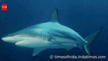 Sharks’ Long-Range Hearing: Study finds 74m sound detection; sharks turn away