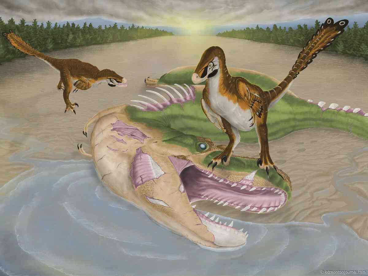 Chew on this: U of A researchers unravel paleontological whodunit near Drumheller