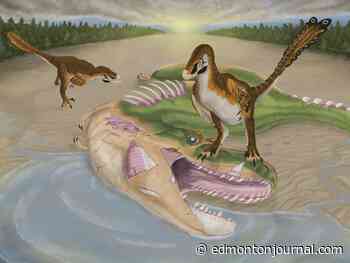 Chew on this: U of A researchers unravel paleontological whodunit near Drumheller