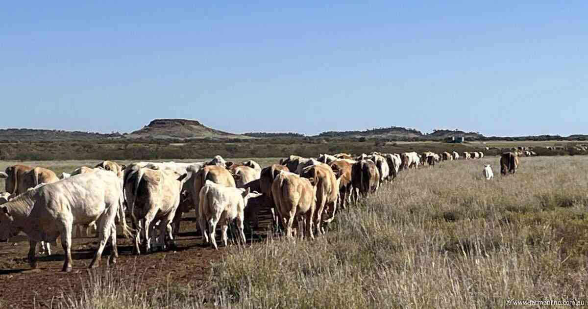 See what low-cost western Queensland cattle country looks like | Photos