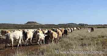 See what low-cost western Queensland cattle country looks like | Photos