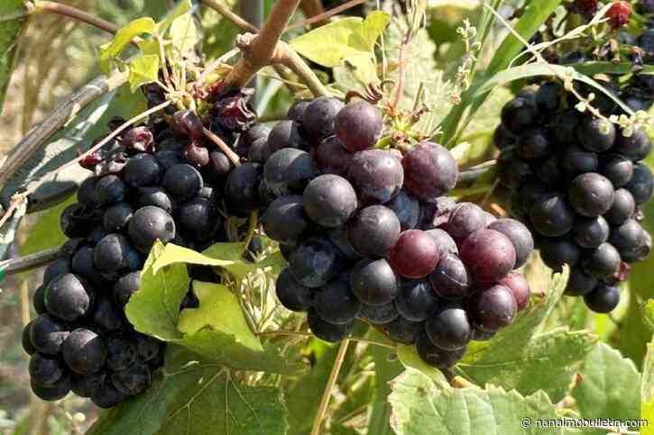 B.C. winery owner calls for improving interprovincial alcohol sales