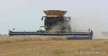 Manitoba farmers behind on harvest, but optimistic about catching up