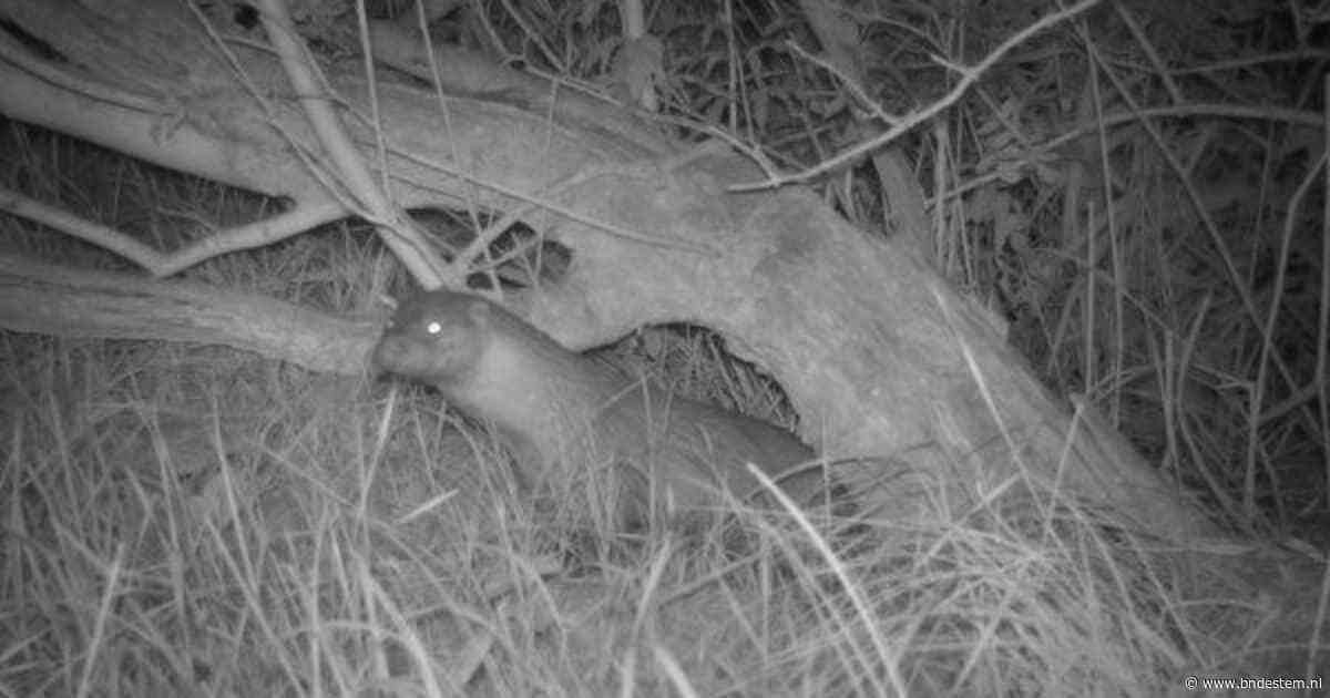 Kwaliteit natuur in slechte staat, toch blijft WWF hoopvol: ‘Ruim 450 otters in Nederland’