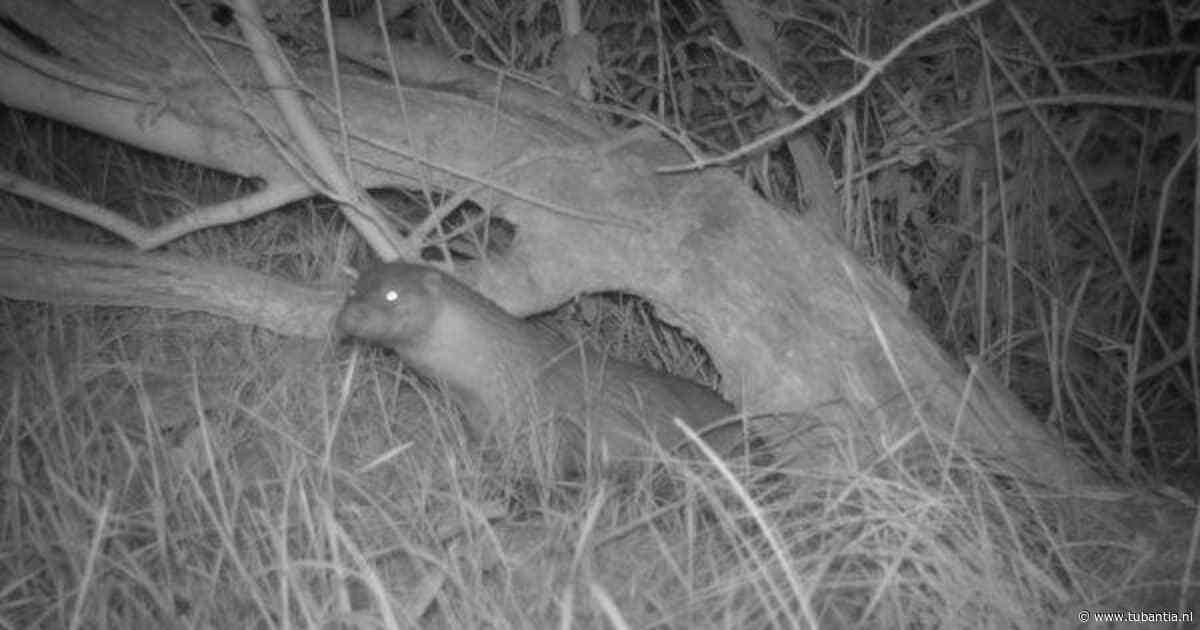 Kwaliteit natuur in slechte staat, toch blijft WWF hoopvol: ‘Ruim 450 otters in Nederland’