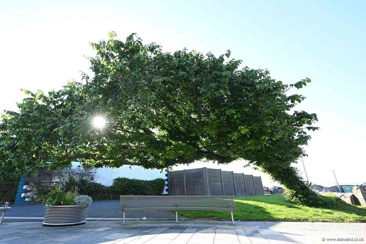 ‘Bendy’ wych elm in Northern Ireland wins Tree of the Year contest