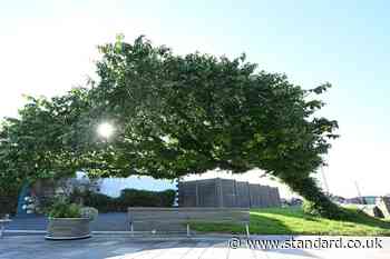 ‘Bendy’ wych elm in Northern Ireland wins Tree of the Year contest