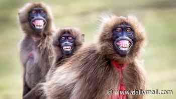 Say cheese! Trio of cheeky monkeys pose for the camera