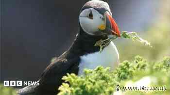 Puffin island on cusp of closure as it runs out of water