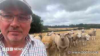 Fears over bluetongue's impact on sheep fertility