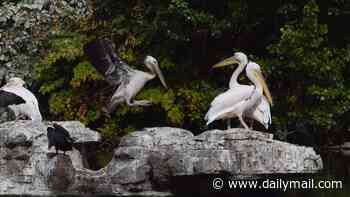 Have you ever seen a young pelican? Now could be your chance after chicks hatched in London's St James's Park for the first time in 360 YEARS