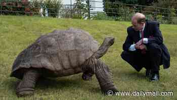 How Jonathan the giant tortoise can offer clues on helping humans live longer... as he's set to celebrate his 195th birthday