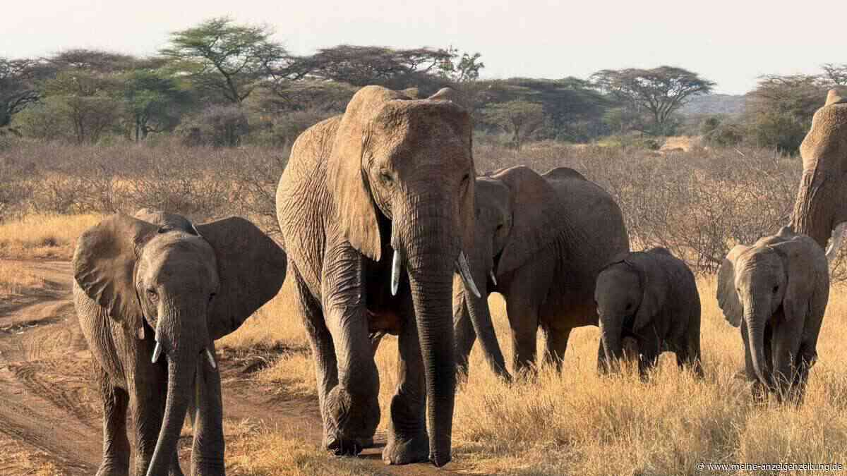 WWF: Tierbestände nehmen weiter stark ab