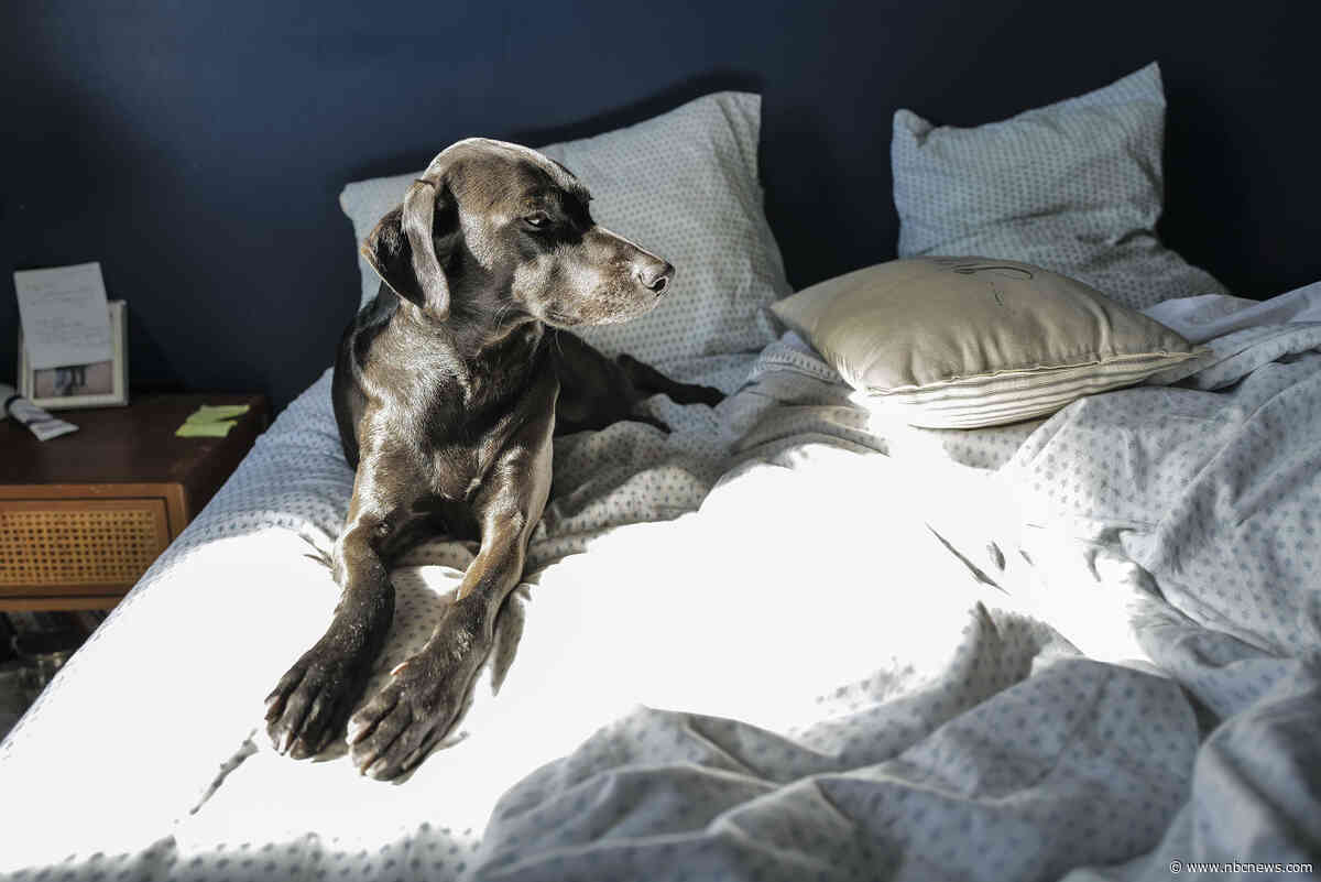 The secret to a good night’s rest? Let sleeping dogs lie ... next to you