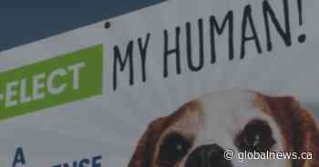 Municipal election candidates turn to humour, stunts and social media to stand out