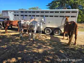 Anthony, New Mexico horse sanctuary welcomes four horses after rescue effort