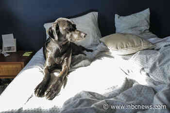 The secret to a good night’s rest? Let sleeping dogs lie ... next to you