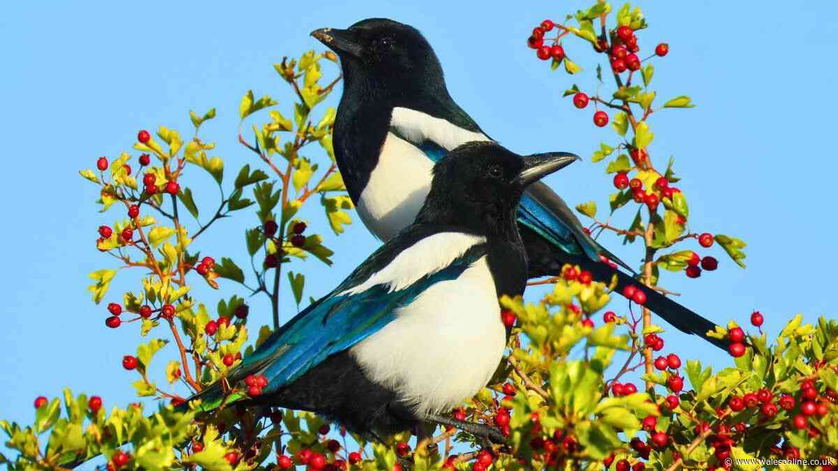 Gardeners urged to try 1 simple method to keep magpies away from bird feeders