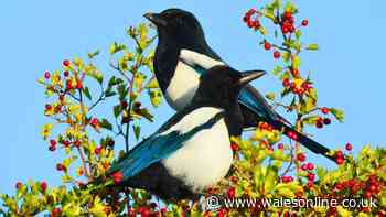 Gardeners urged to try 1 simple method to keep magpies away from bird feeders