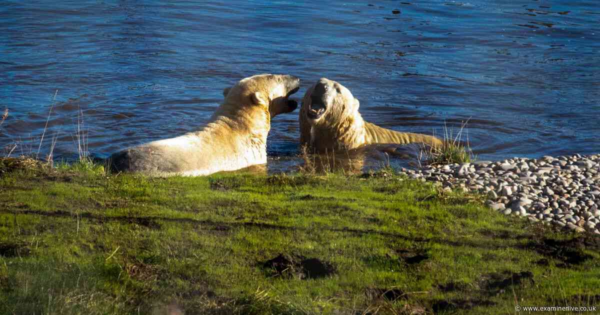 9 pictures of cheeky polar bear and grumpy cousin who's 'too old for this' as they leave Yorkshire