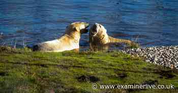 9 pictures of cheeky polar bear and grumpy cousin who's 'too old for this' as they leave Yorkshire
