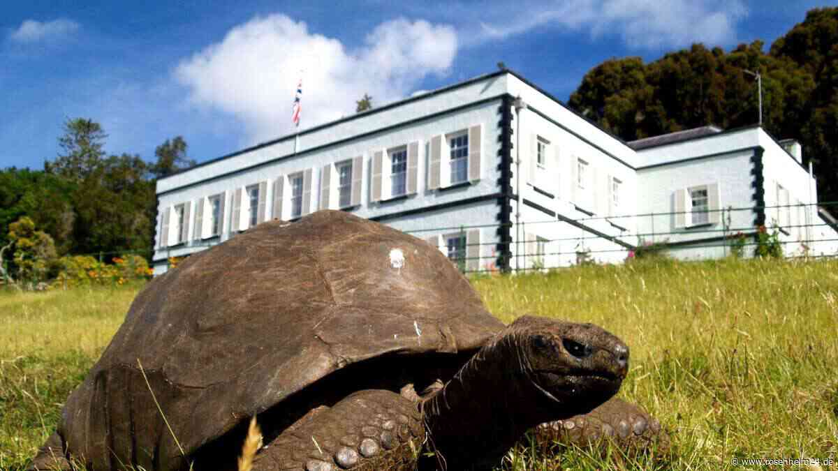 194-jährige Schildkröte: Was Jonathan übers Altern verrät