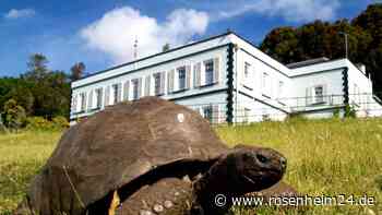 194-jährige Schildkröte: Was Jonathan übers Altern verrät