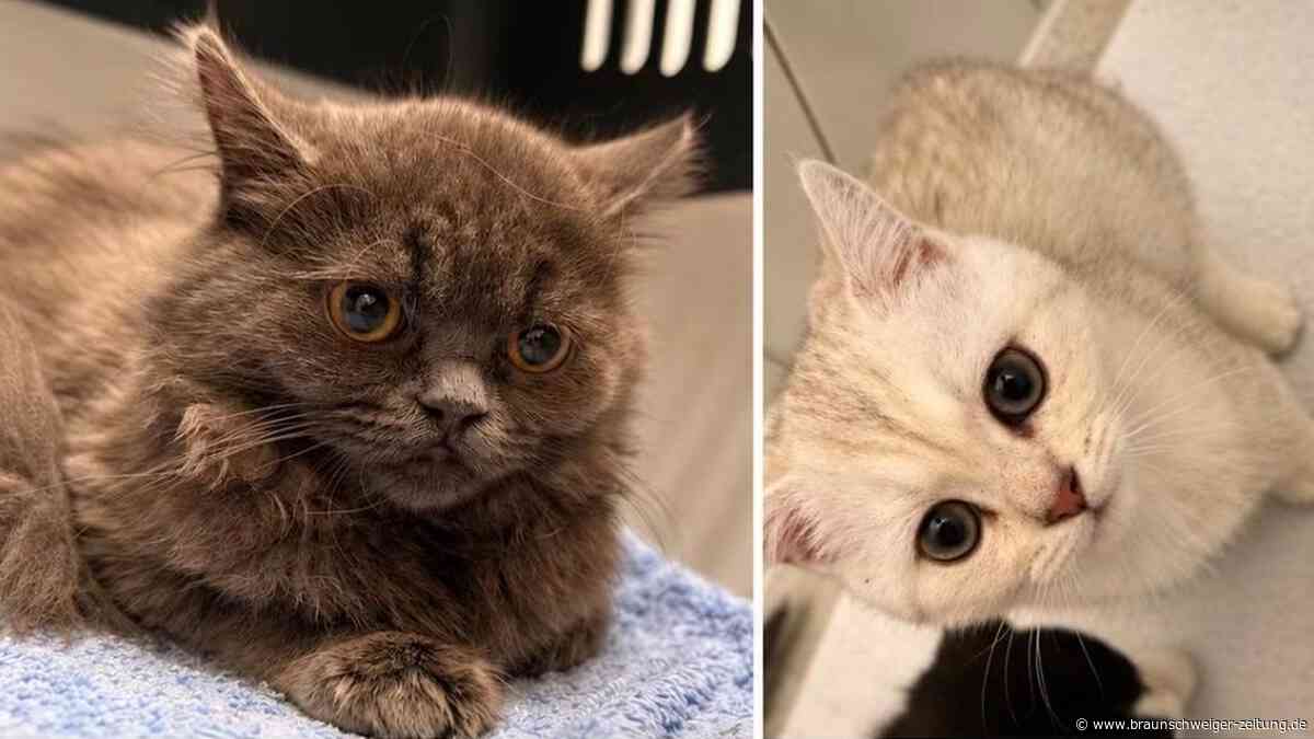 Herzlos am Salzgittersee „entsorgt“: Es gibt Hoffnung für sechs Katzen mit Babys