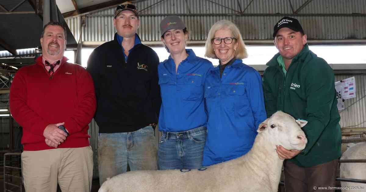 BreedersBEST ram sale collects record gross - the biggest ever recorded in WA