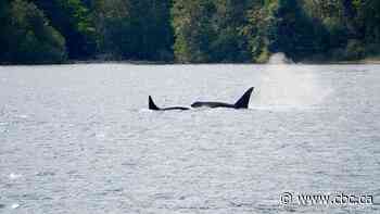 He spent years cataloguing orca families' unique dialects. Now you can hear them