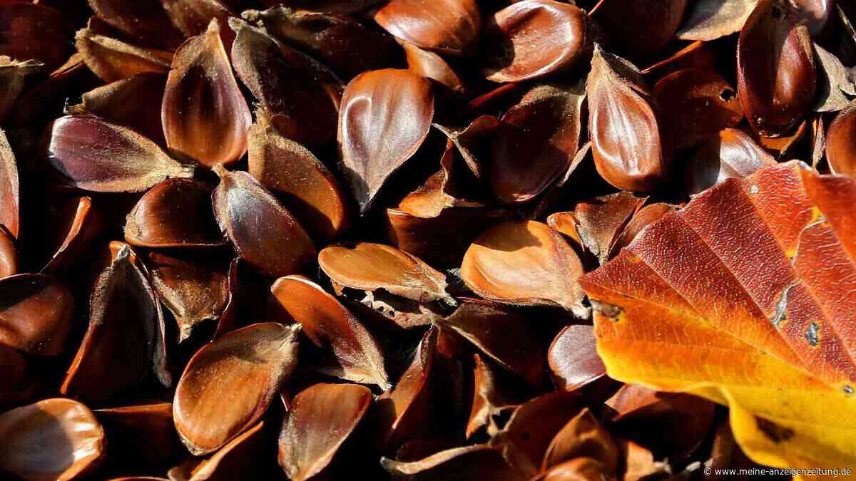 Eicheln und Bucheckern - schlimm, wenn Kinder sie essen?