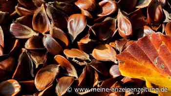 Eicheln und Bucheckern - schlimm, wenn Kinder sie essen?