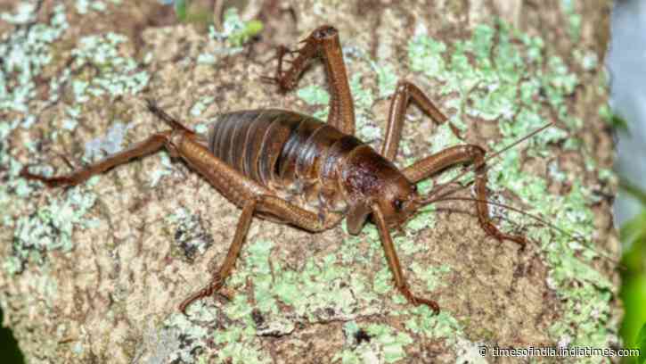 New Zealand’s giant wētāpunga shows recovery after 11,000 insects released over 15 years