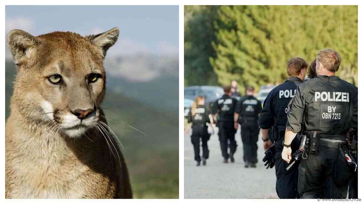 Puma-Alarm bei München: Spezialtechnik findet auch nachts keine Spur