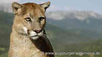 Offenbar Puma in der Nähe des Flughafens München gesichtet: Suche dauert an