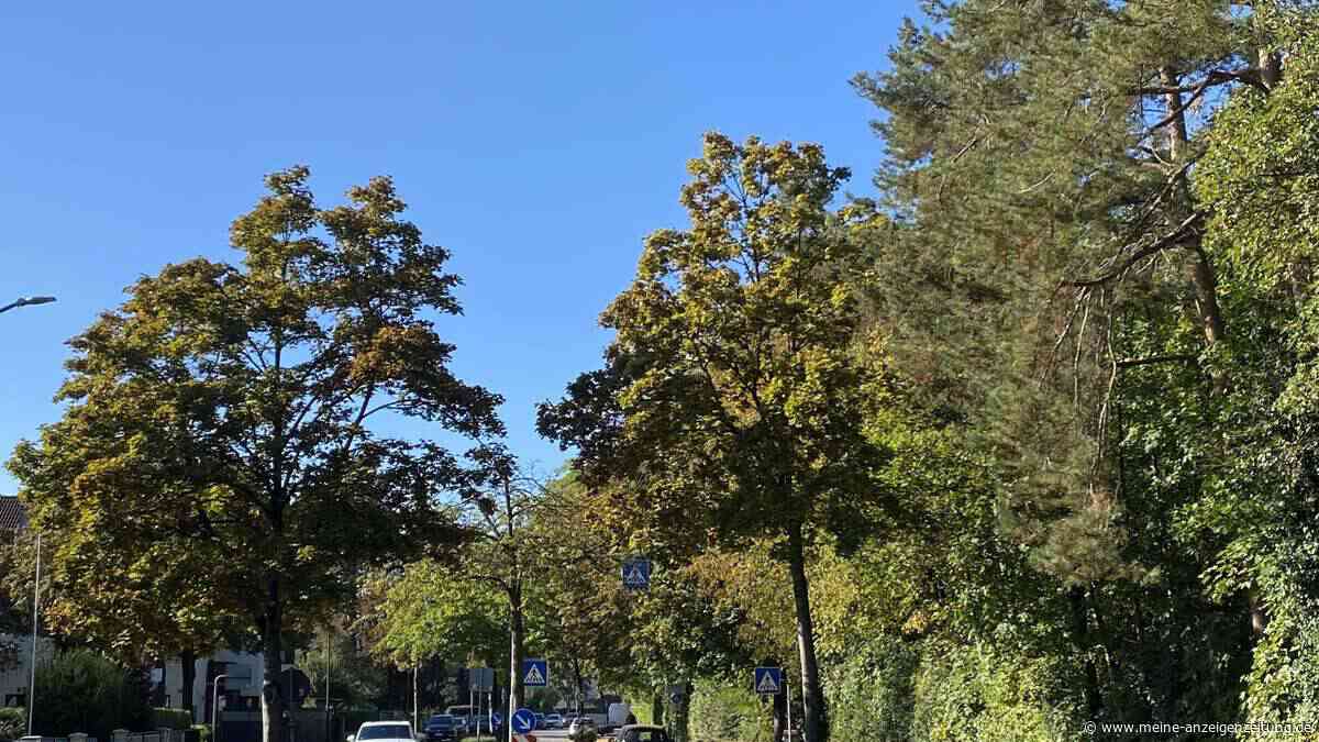 Mehr Platz für Bäume: Gemeinde beschließt nachhaltige Straßenplanung
