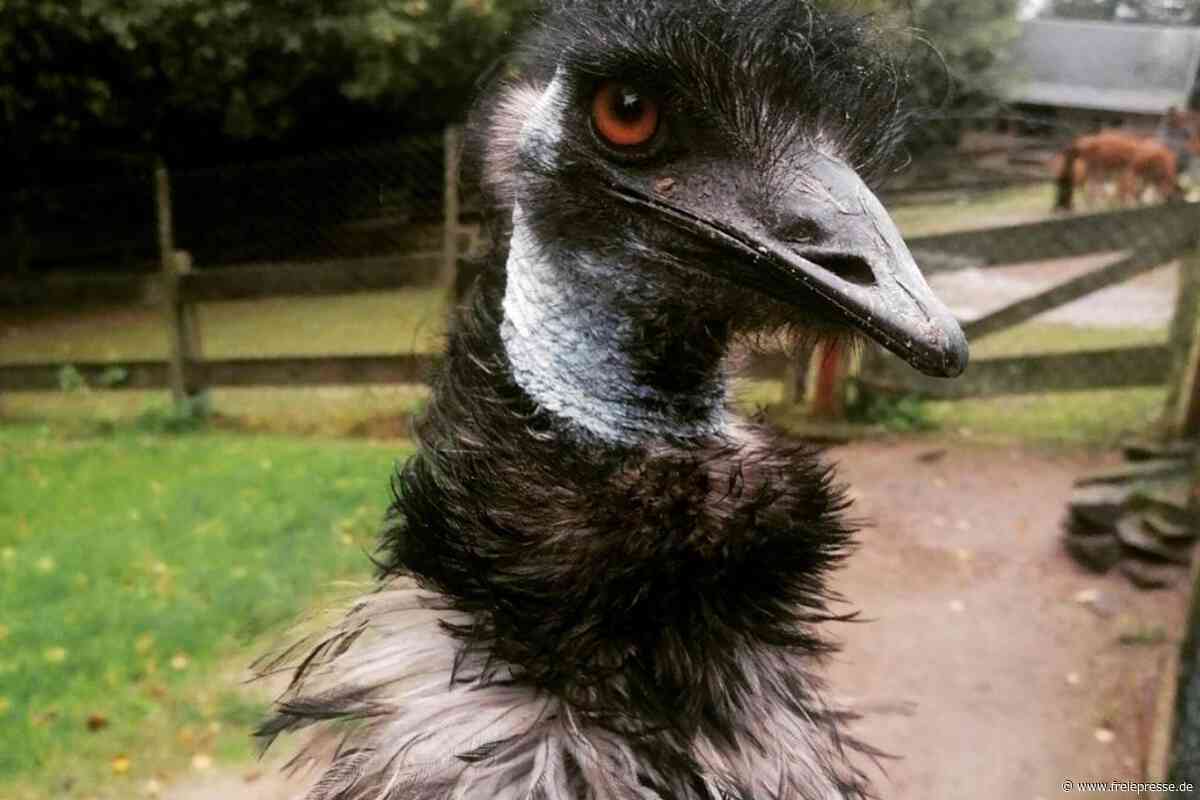Polizei mit tierischem Einsatz in Oberlungwitz: So fangen Beamte einen Emu ein