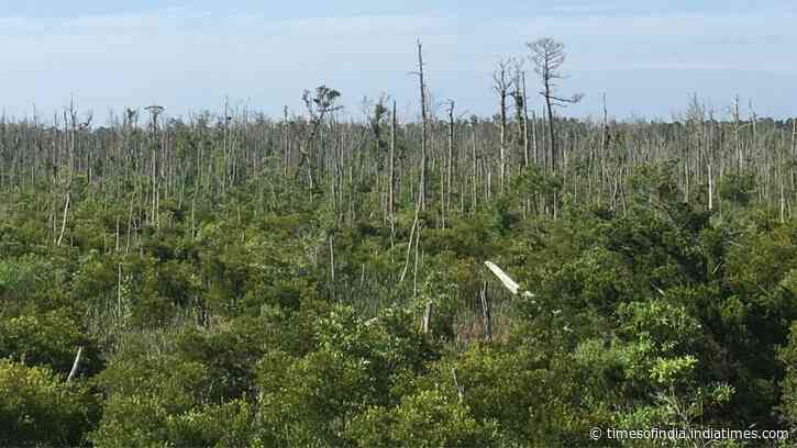 Coastal Forest Loss Speeds Up: Albemarle Peninsula trees retreat 21%; ghost forests spread faster