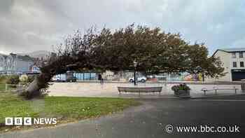 Wonky wych elm in County Down crowned Tree of the Year