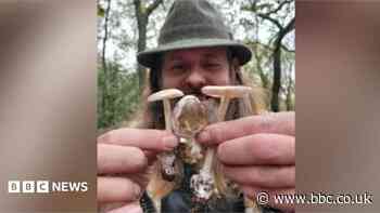Why are there so many mushrooms around this year?