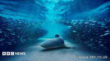 Blue Planet III ventures into darkest depths of ocean