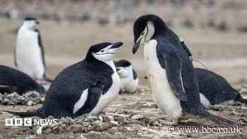 World's largest penguin colony hit by 'alarming' decline in numbers